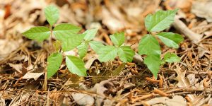Protect yourself from poisonous plants | UPMC Health Plan